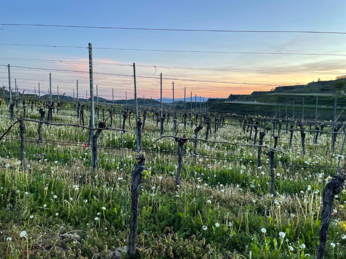 Апартаменты Weingut & Strausswirtschaft Vogel Фогтсбург Экстерьер фото